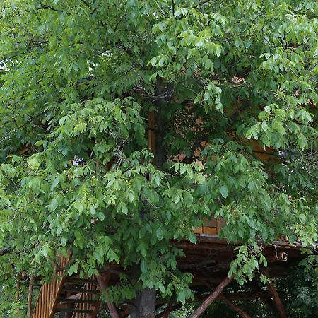 Chalet Casuta Veveritelor - Casuta In Copac